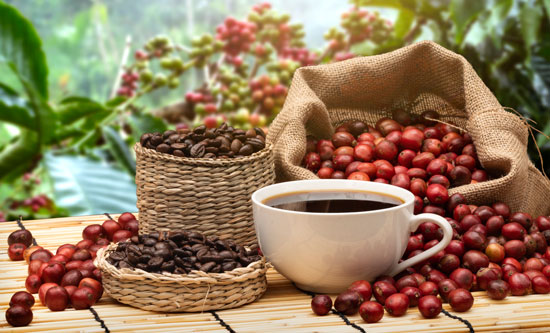 kopi luwak
